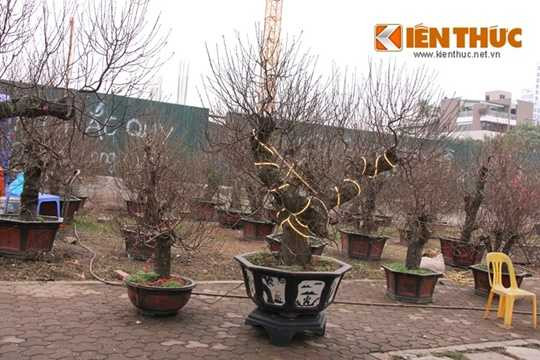 Đắt đỏ hơn khá nhiều, một chậu đào thế được nhà vườn định giá là 100 triệu đồng. Để thu hút sự chú ý, chủ cây đã chăng đèn chiếu sáng cho cây. Theo chủ nhân cây đào này, cây đắt vì hội tụ đủ ba yếu tố mỹ - cổ - quái, thế cây độc lạ lại đẹp, tuổi cây cao. 