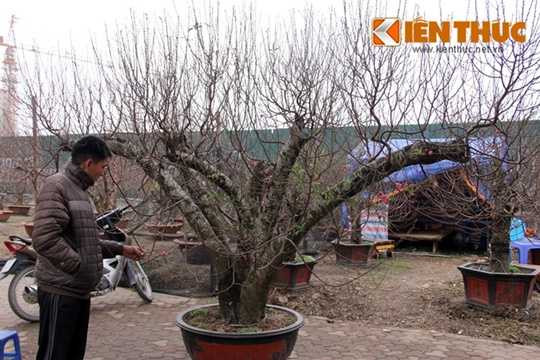  Những người làm đào cho biết, cây đắt vì nhiều yếu tố, không hẳn những cây đào thế to, nhiều cành lá mới là chất. Người chơi chú trọng vào thần thái toát lên từ dáng cây. 