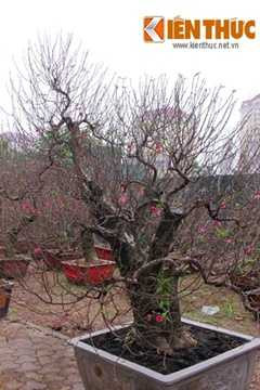  Một gốc đào thế được chủ nhân vườn đào Phú Thượng (Hà Nội) định giá 50 triệu đồng. 