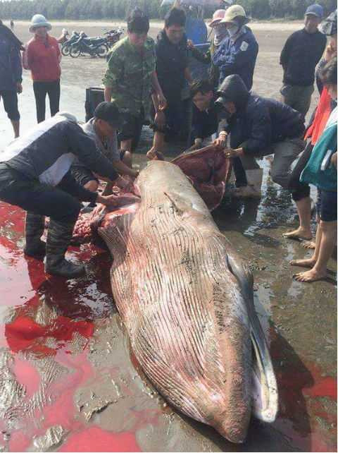 Xôn xao cá voi khổng lồ bị xẻ thịt, máu lênh láng bờ biển