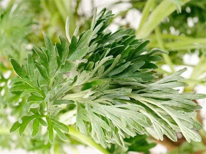 8. Ngải cứu: Ngải cứu là một loại thảo dược tuyệt vời, mặc dù có vị đắng, nhưng lại giúp loại bỏ giun trong ruột. Tiêu thụ hỗn hợp dầu cây ngải và dầu ô liu là rất có lợi cho việc điều trị ký sinh trùng sống trong ruột. Tuy nhiên, trong thảo dược này lại chứa chất độc tự nhiên, nên cần cẩn thận khi sử dụng.