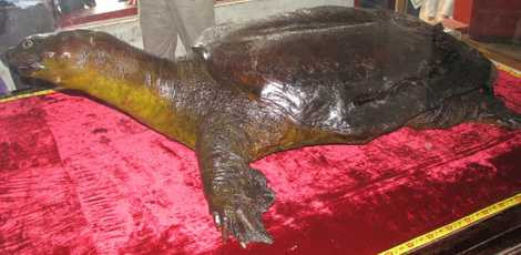 Tiêu bản rùa khổng lồ trong đền Ngọc Sơn Tiêu bản rùa khổng lồ trong đền Ngọc Sơn