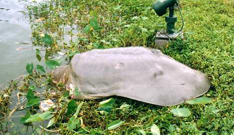 Rùa phơi nắng ở tháp Rùa Rùa phơi nắng ở tháp Rùa