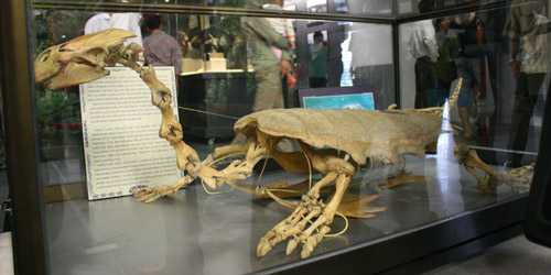 Bộ xương rùa trưng bày ở Bảo tàng Hà Nội dịp kỷ niệm 1000 năm Thăng Long - Hà Nội Bộ xương rùa trưng bày ở Bảo tàng Hà Nội dịp kỷ niệm 1000 năm Thăng Long - Hà Nội