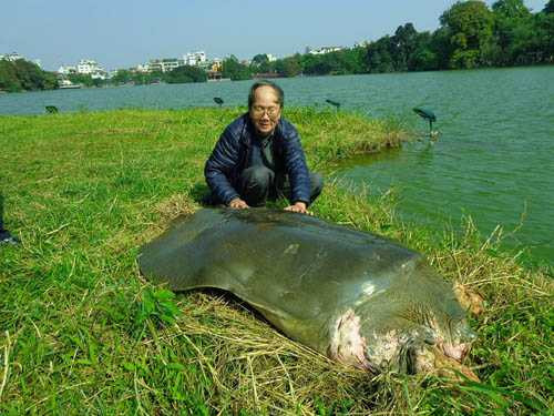 PGS.TS Hà Đình Đức trong một lần tiếp cận, chăm sóc cụ rùa Hồ Gươm: Ảnh Hà Đình Đức