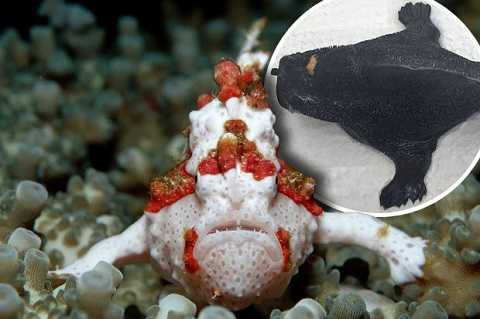 Hình ảnh một loại cá vây chân ở Indonesia 