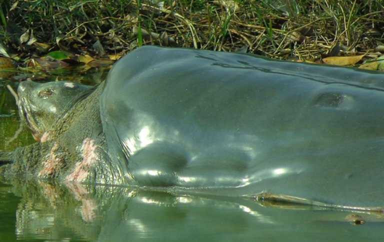 quà hồ gươm qua đời