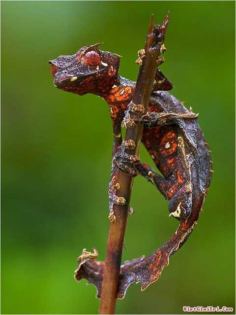 Tắc kè đuôi quỷ rất giỏi cải trang để tránh bị ăn thịt Tắc kè đuôi quỷ rất giỏi cải trang để tránh bị ăn thịt