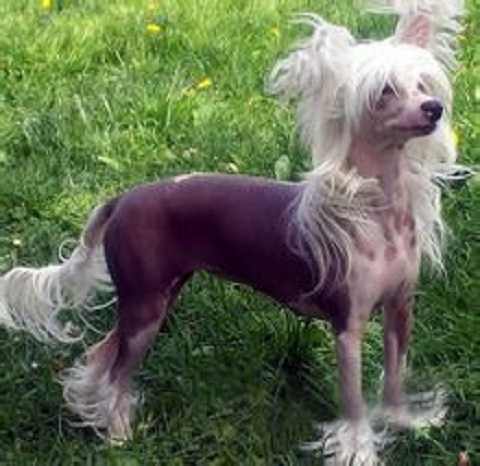 Loại chó xấu xí nhất trên thế giới Loại chó xấu xí nhất trên thế giới