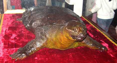 Tiêu bản rùa Hồ Gươm trong đền Ngọc Sơn. Tiêu bản rùa Hồ Gươm trong đền Ngọc Sơn.