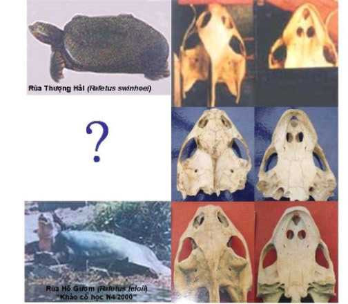 Ảnh so sánh sọ rùa Hồ Gươm và giải Thượng Hải. Ảnh: PGS. Hà Đình Đức. Ảnh so sánh sọ rùa Hồ Gươm và giải Thượng Hải. Ảnh: PGS. Hà Đình Đức.