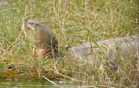 Rùa Hồ Gươm Rùa Hồ Gươm