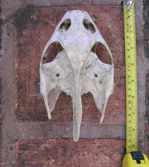 Sọ rùa thu được ở Thanh Hóa. Ảnh PGS. Hà Đình Đức cung cấp. Sọ rùa thu được ở Thanh Hóa. Ảnh PGS. Hà Đình Đức cung cấp.