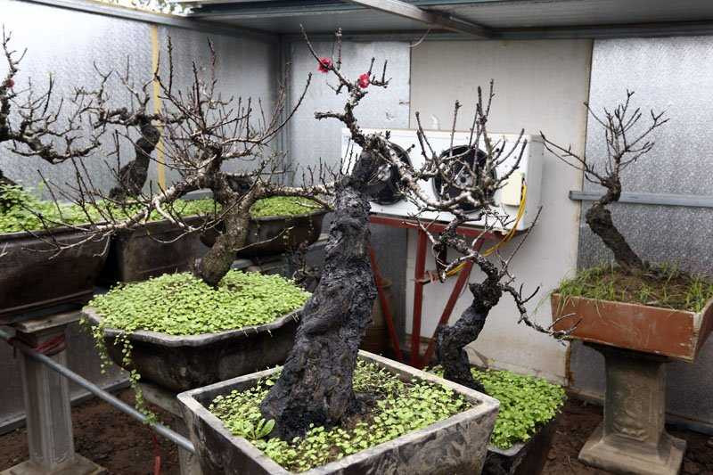 Một cây đào Thất Thốn cao khoảng 50cm được định giá thuê rẻ nhất là từ 5 - 10 triệu đồng để chơi trong khoảng 15 ngày dịp Tết. Cá biệt, có cây giá lên tới trăm triệu đồng.