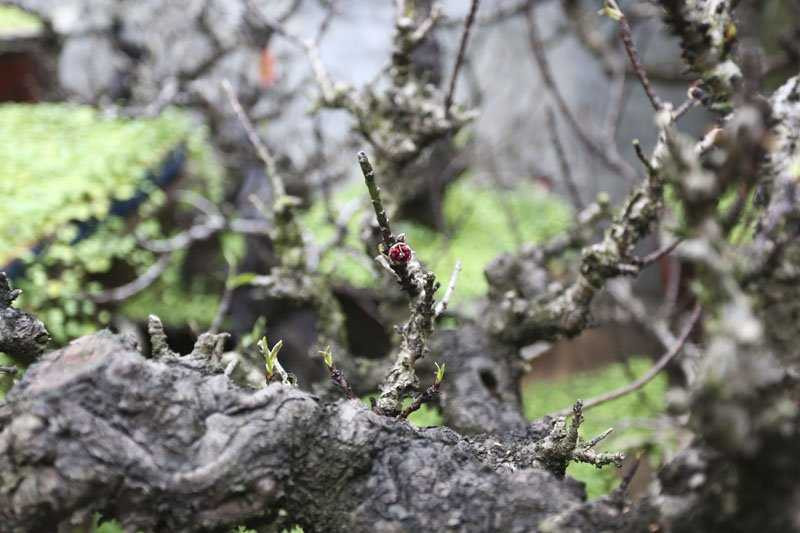 Ngay cả những cành già cỗi nhất cũng có nụ.