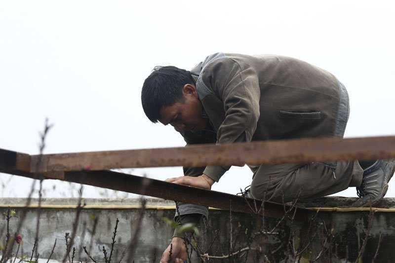 Khách đến chọn đào xong, ông Hàm cẩn thận trèo lên mái để treo mảnh giấy đánh dấu.