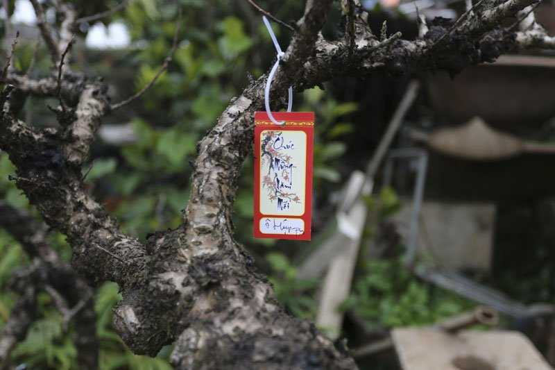 Còn khoảng 20 ngày nữa mới đến Tết Nguyên đán nhưng vườn đào Thất Thốn này đã được đặt thuê gần hết.