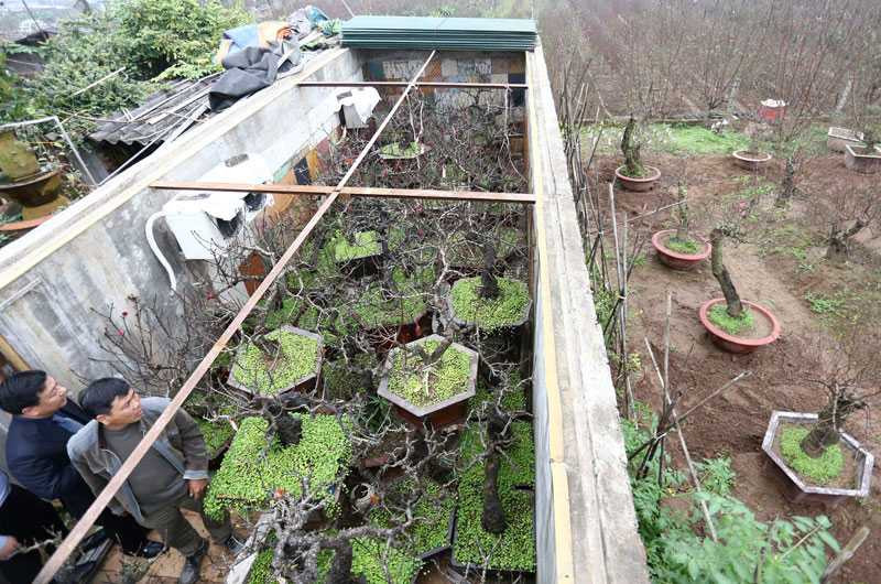 Căn phòng nhỏ xếp chật kín các gốc đào Thất Thốn cổ thụ.