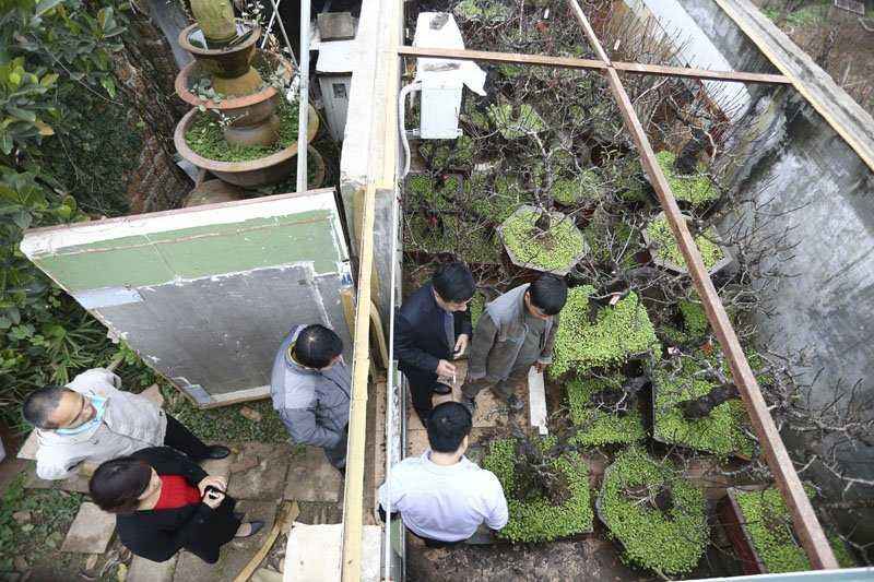 Từ trước Tết một tháng, đã có rất nhiều khách hàng đến xem đào. Hiện nay, trong vườn nhà ông Hàm có hơn 50 gốc đào Thất Thốn chỉ cho thuê không bán.