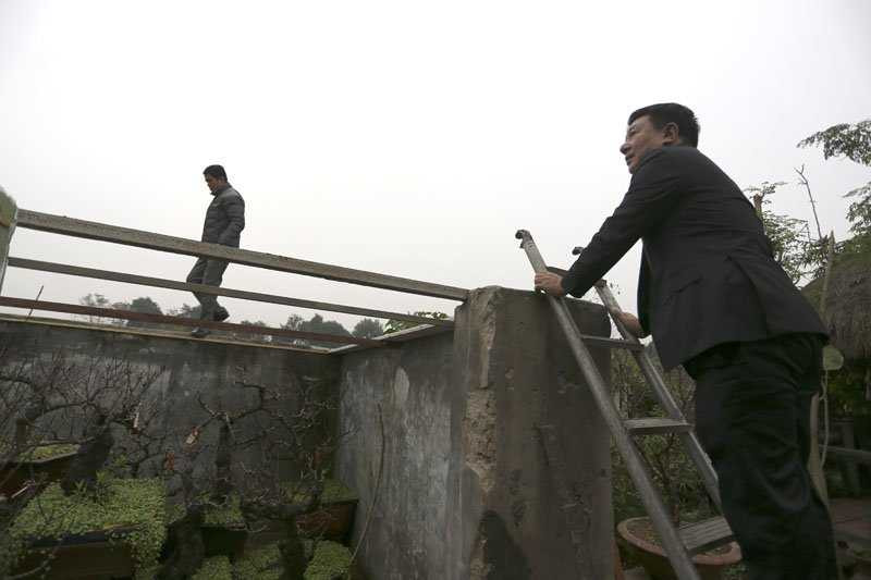 Lo ngại khách xem đào va phải các chồi cây nên ông Hàm yêu cầu khách phải bắc thang ngó vào bên trong hoặc trèo tường để chọn đào.