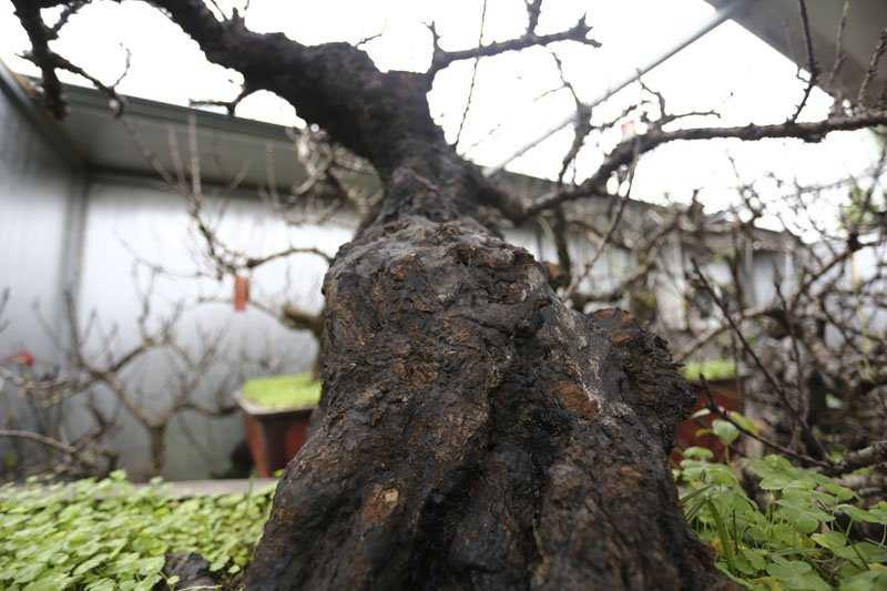 Đào Thất Thốn cổ thụ có thân hình xù xì, cằn cỗi. Hầu hết đào Thất Thốn trong vườn của ông Hàm đều có tuổi thọ trên 20 năm.