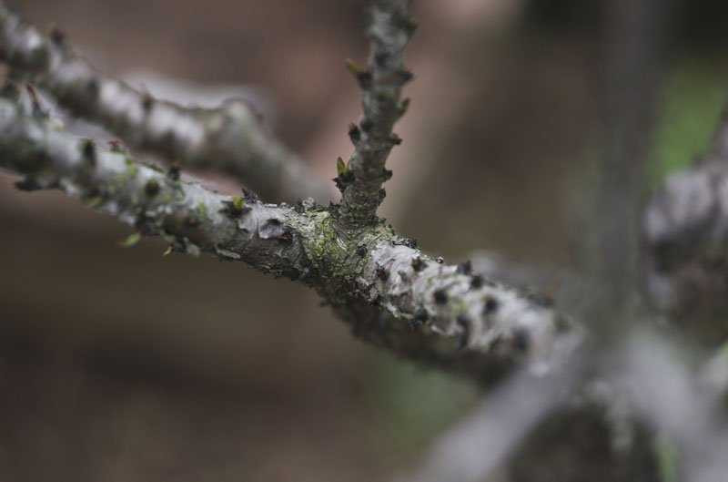 Trên cành đào Thất Thốn khô cằn là chi chít chồi hoa. Đây cũng là điểm đặc biệt của giống đào này.