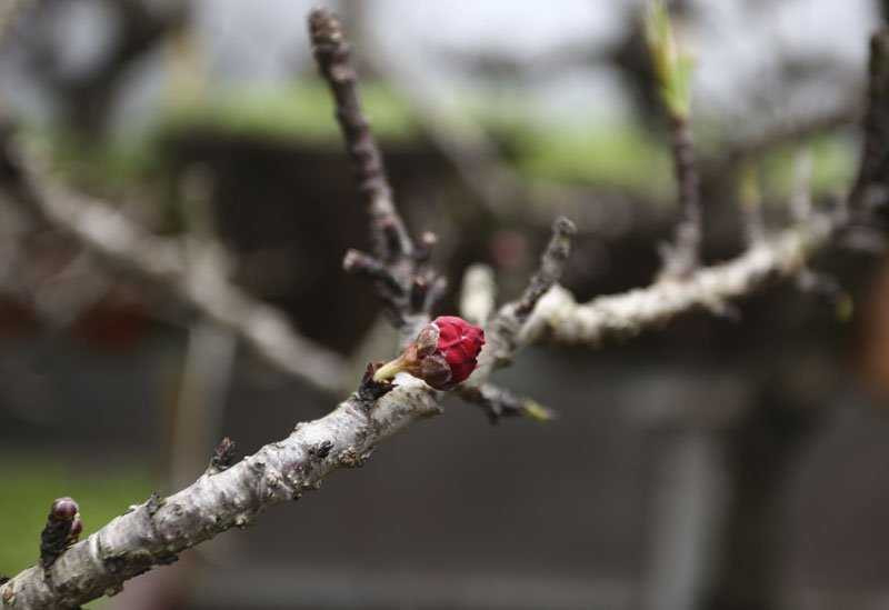 Cận cảnh những chậu đào bạc triệu 'ở lô cốt, nằm điều hoà'