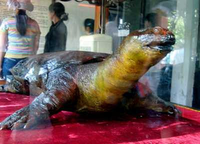 Rùa khổng lồ trong đền Ngọc Sơn