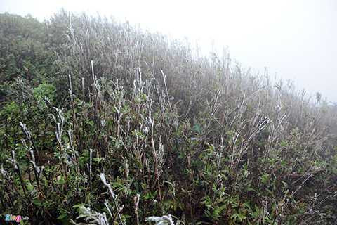 Sáng sớm 23/1, băng giá bắt đầu xuất hiện trên đỉnh Mẫu Sơn (Lộc Bình, Lạng Sơn).