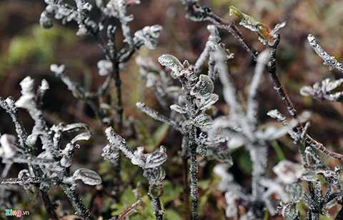 Sau đó, băng lan ra nhanh và dần phủ kín các cành cây, ngọn cỏ. 