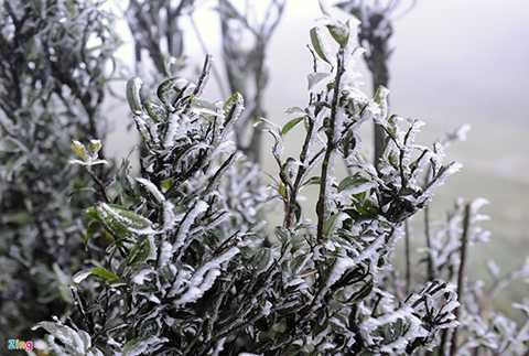 Theo anh Hoàng Quốc Huy, Trưởng trạm Khí tượng thủy văn Mẫu Sơn, nền nhiệt lúc 6h sáng là 2 độ C, 7h là 0 độ C, 8h là -0,4 độ C và vẫn tiếp tục giảm.