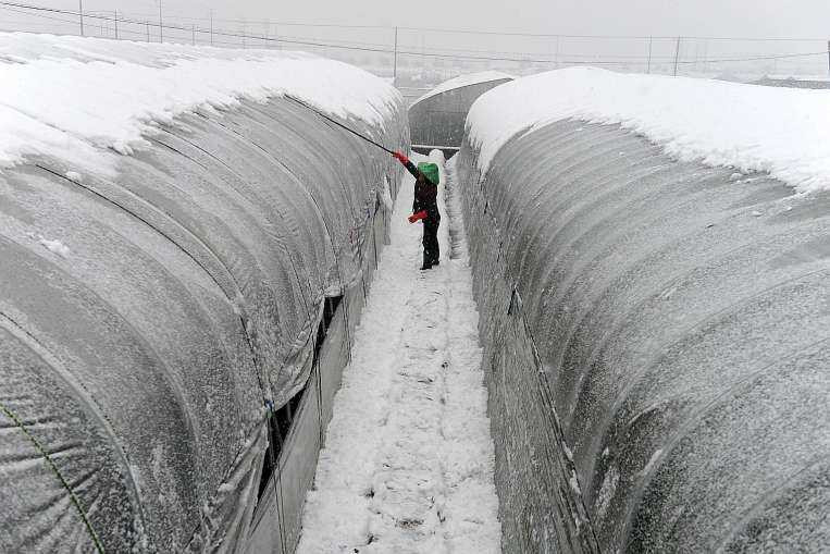 Người phụ nữ cào tuyết trên mái nhà trồng rau ở Chiết Giang, Trung Quốc