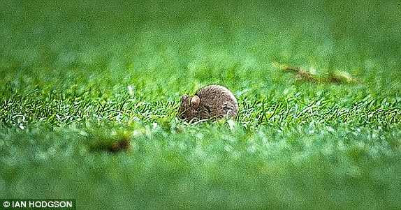 Chú chuột biểu tượng ở Old Trafford
