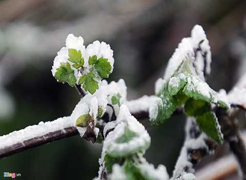 Đến 13h chiều, nền nhiệt đã giảm xuống mức -2,1 độ C, tốc độ gió 11mgiây. Băng càng lúc càng dày và lan xuống các vùng có độ cao thấp hơn. Đường lên Mẫu Sơn phủ một lớp băng mỏng, trơn trượt, khá nguy hiểm cho du khách