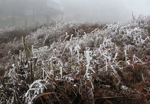 Tất cả cây cối ở đỉnh Mẫu Sơn phủ màu trắng xóa. (Ảnh: Hồng Vân/VNE).