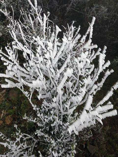 Băng tuyết phủ trắng các cành cây tại Sa Pa. Ảnh Hiếu Trần - Vietnamnet-2