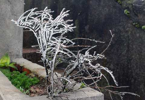 Cây cảnh bên hiên một nhà nghỉ kết băng trong suốt. Băng giá có thể làm chết hoặc khiến cây chậm lớn. (Ảnh: Hồng Vân/VNE)