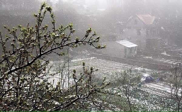 Mộc Châu (Sơn La) cũng là một trong những nơi đang chịu cái lạnh thấu xương (ảnh: Khuất Tùng)