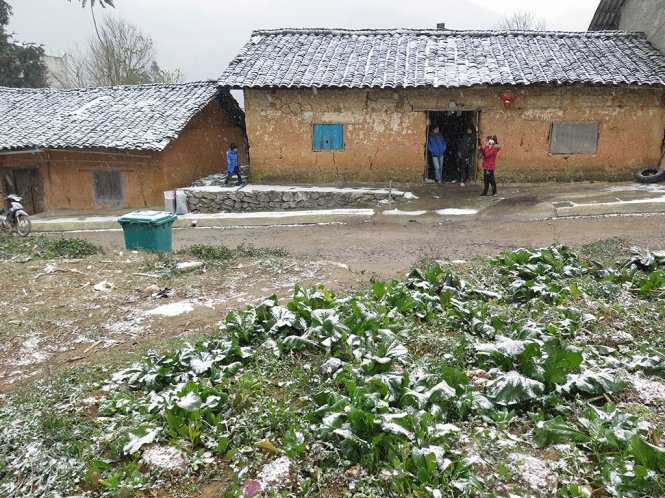 Tuyết đang rơi tại Phó Bảng, Hà Giang (Ảnh: Quang Thế)