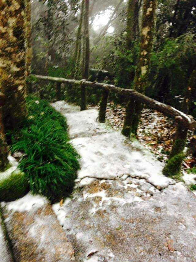 Các bậc thang, ngọn cây, bụi cỏ đều trắng xoá tuyết (Ảnh: Thiên Địa Nhân)