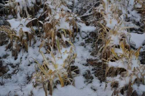 Những ngọn cỏ bị bao phủ bởi lớp tuyết dày hơn 1 cm.