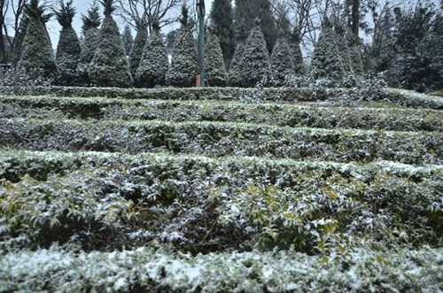 Tận thấy tuyết trắng mênh mông khắp Sa Pa, Y Tý