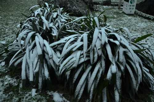 Khu vực vườn hoa trung tâm thị trấn Sapa bị tuyết trắng bao phủ.