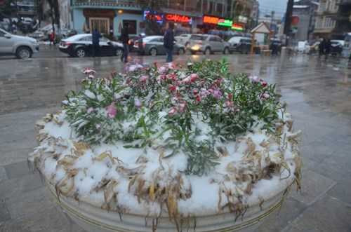 Tận thấy tuyết trắng mênh mông khắp Sa Pa, Y Tý