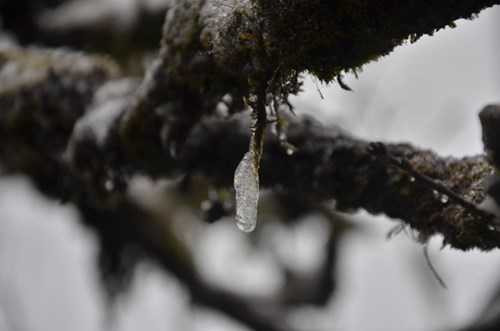Băng giá trên cành cây.