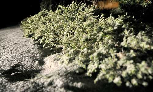 Trước đó, lường trước tình hình nhiệt độ giảm sâu, có thể xuống -6 độ C, Sở Nông nghiệp và Phát triển nông thôn tỉnh Lào Cai đã phát đi công điện khẩn đến các huyện, thị xã để ứng phó với hiện tượng băng giá, mưa tuyết.