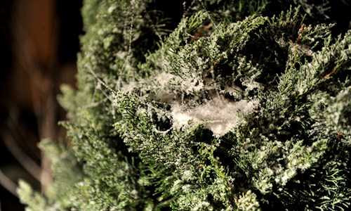 Theo đó, ngành nông nghiệp Lào Cai khuyến cáo người dân trong đợt rét đậm, rét hại này khẩn trương che đậy cây cối, hoa màu, không gieo trồng hạt giống, cây non. Người dân nên đưa gia súc về chuồng để chăm sóc, đảm bảo đầy đủ, cân đối nguồn thức ăn cho vật nuôi chống chọi với rét, hạn chế tối đa thiệt hại do mưa tuyết gây ra.