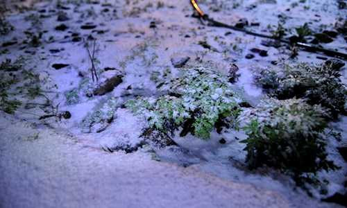  Để phòng chống rét cho gia súc vụ đông xuân 2015-2016, Ủy ban Nhân dân tỉnh Lào Cai đã có hai công văn chỉ đạo các ban, ngành có liên quan về việc chủ động thực hiện các biện pháp phòng chống đói, rét, dịch bệnh cho đàn gia súc. 