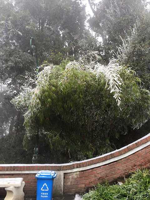 Băng tuyết đọng lại trên lá cây ở Ba Vì