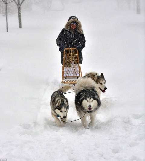 Đi lại trên xe trượt tuyết do chó kéo ở Baltimore Đi lại trên xe trượt tuyết do chó kéo ở Baltimore